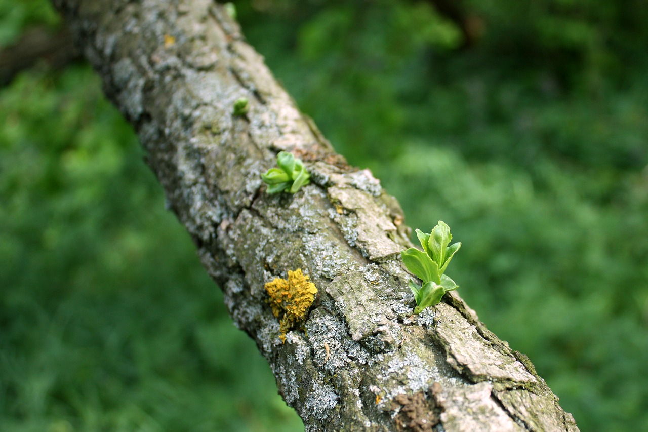 foliage  tree  nature free photo