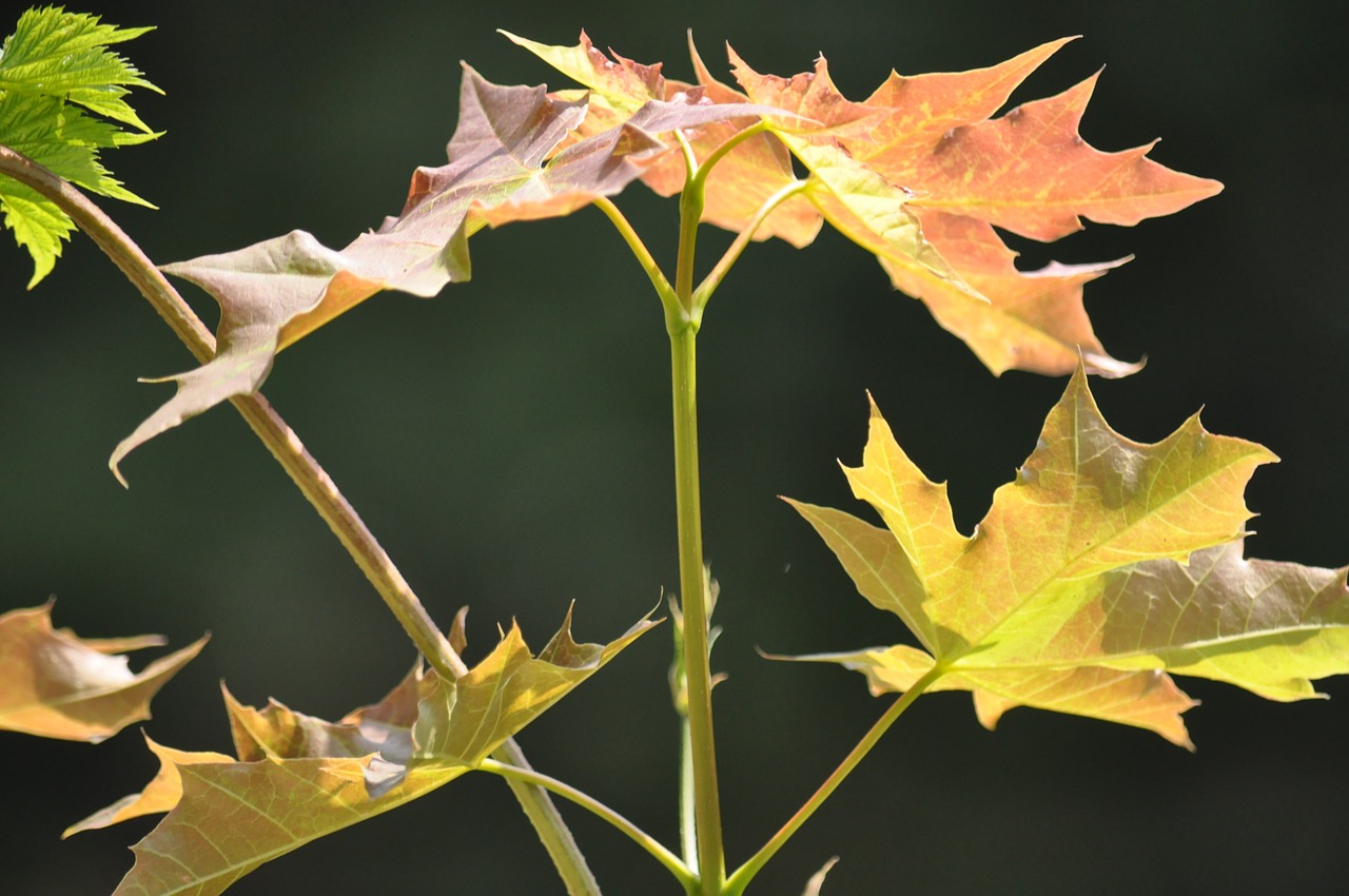 foliage plant summer free photo