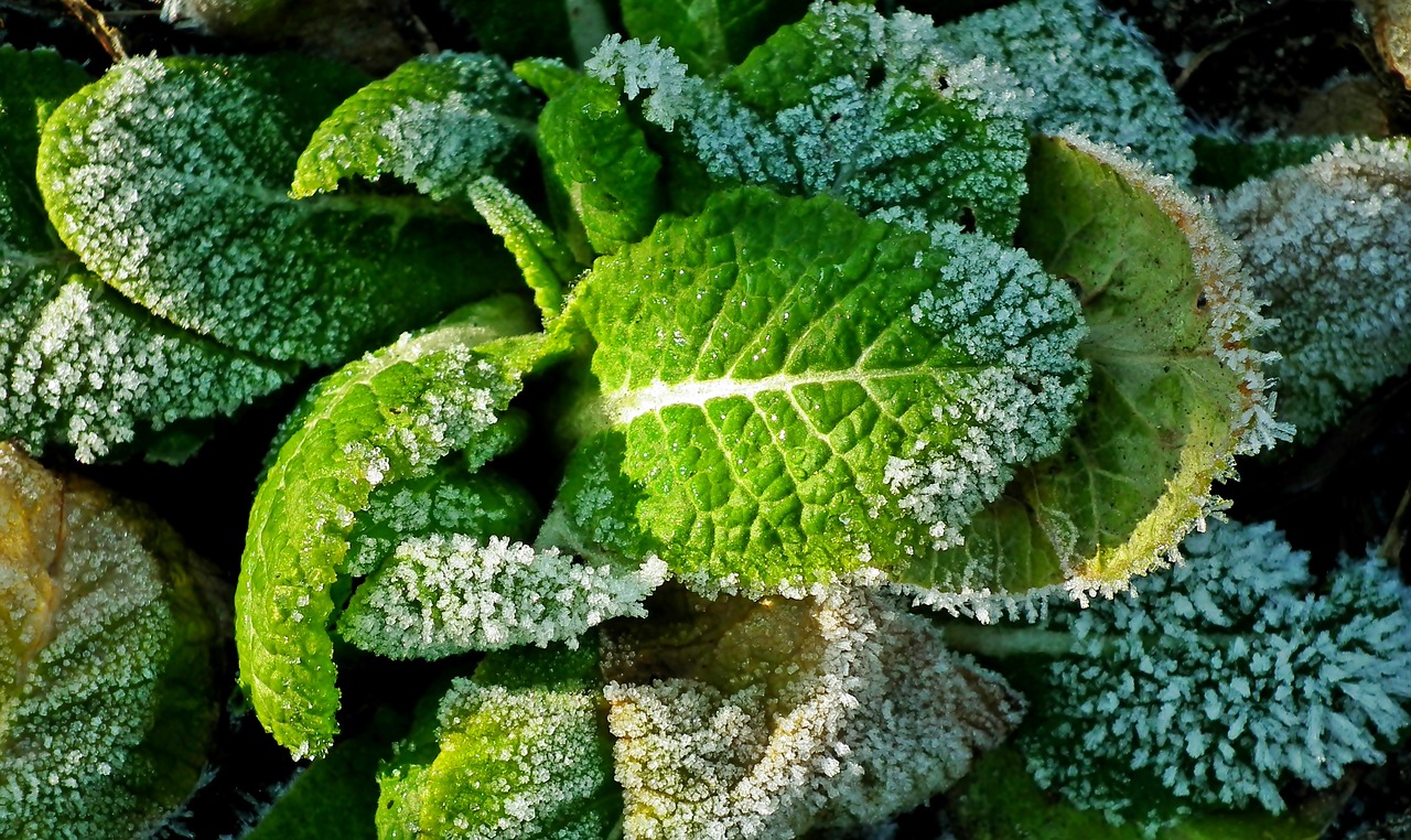 foliage  primula  winter free photo