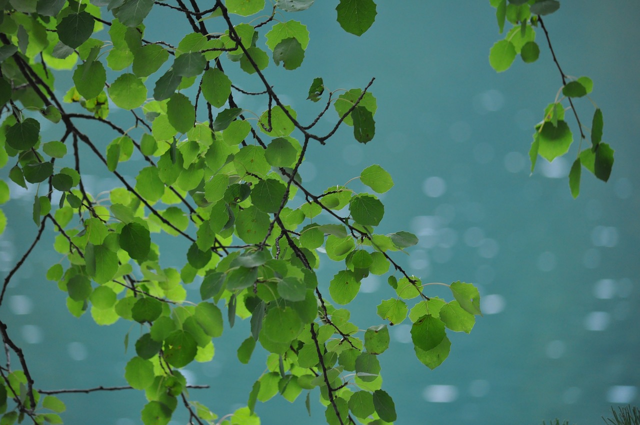 foliage summer green free photo