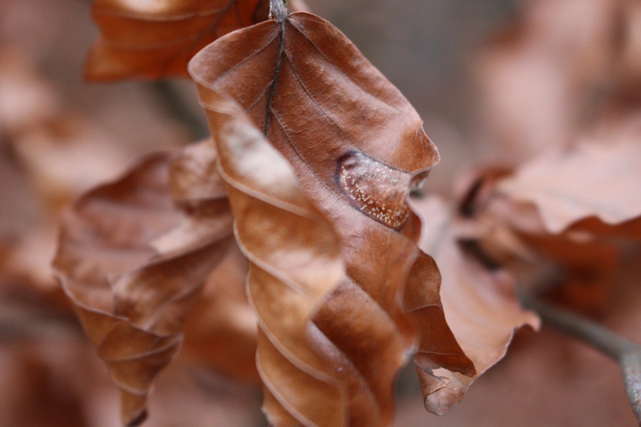 foliage  orange  autumn free photo