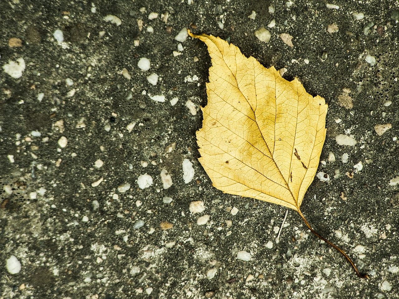 foliage yellow autumn free photo