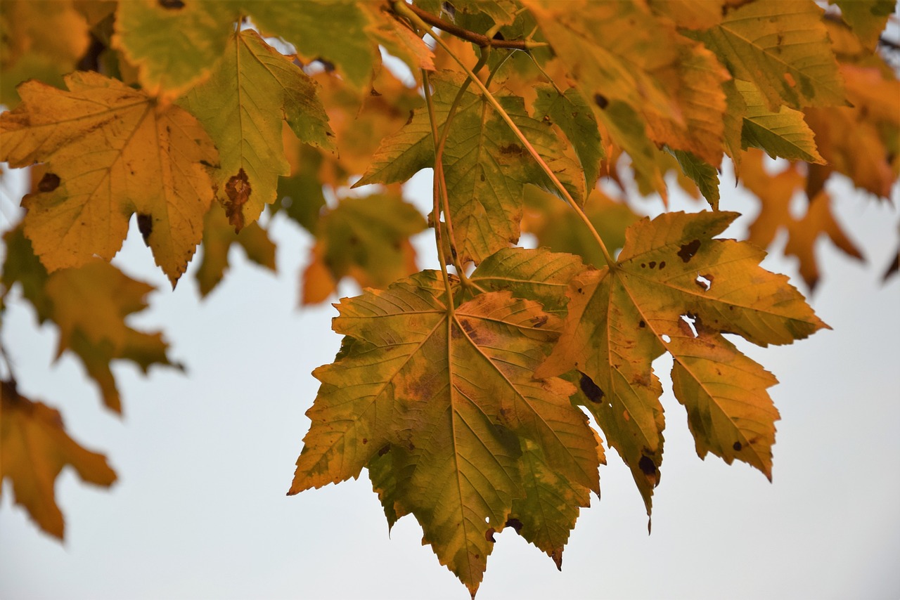 foliage  autumn  season free photo