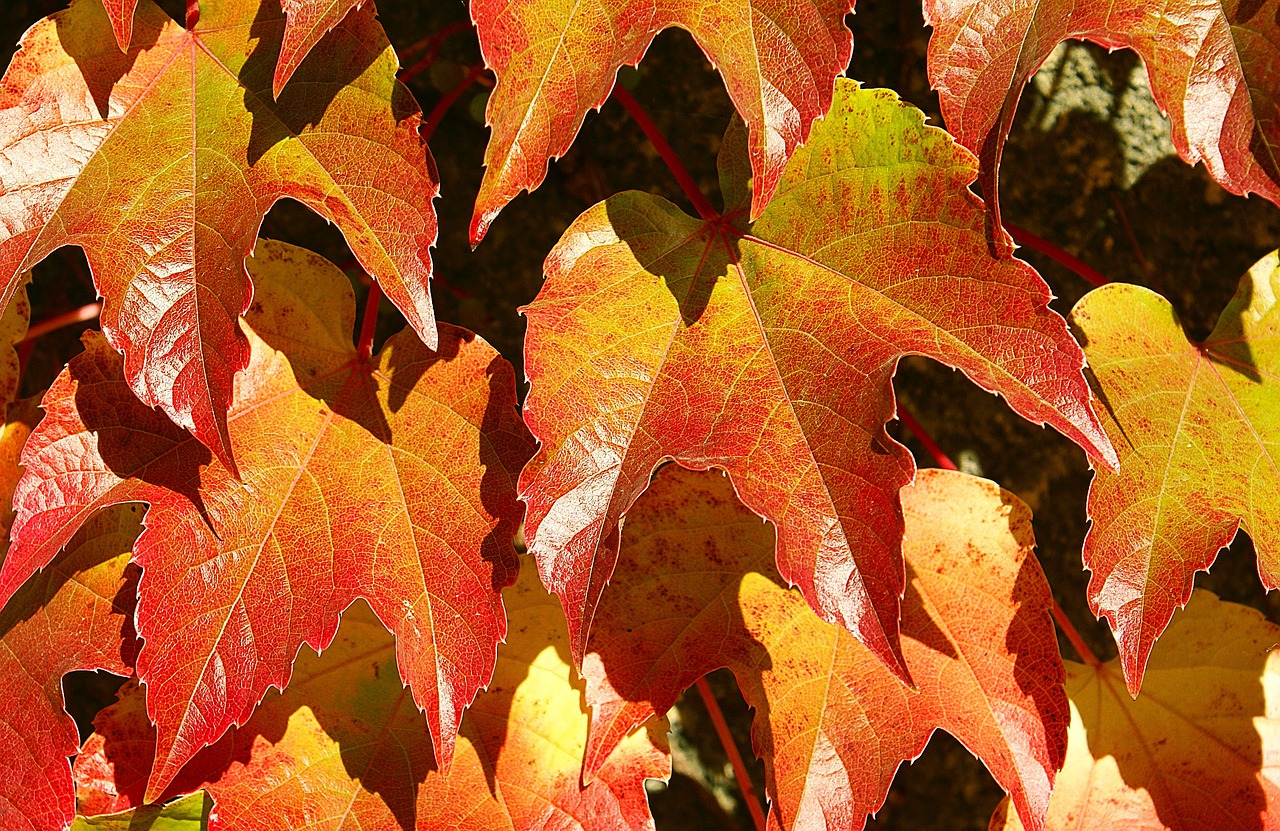 foliage nature autumn foliage free photo