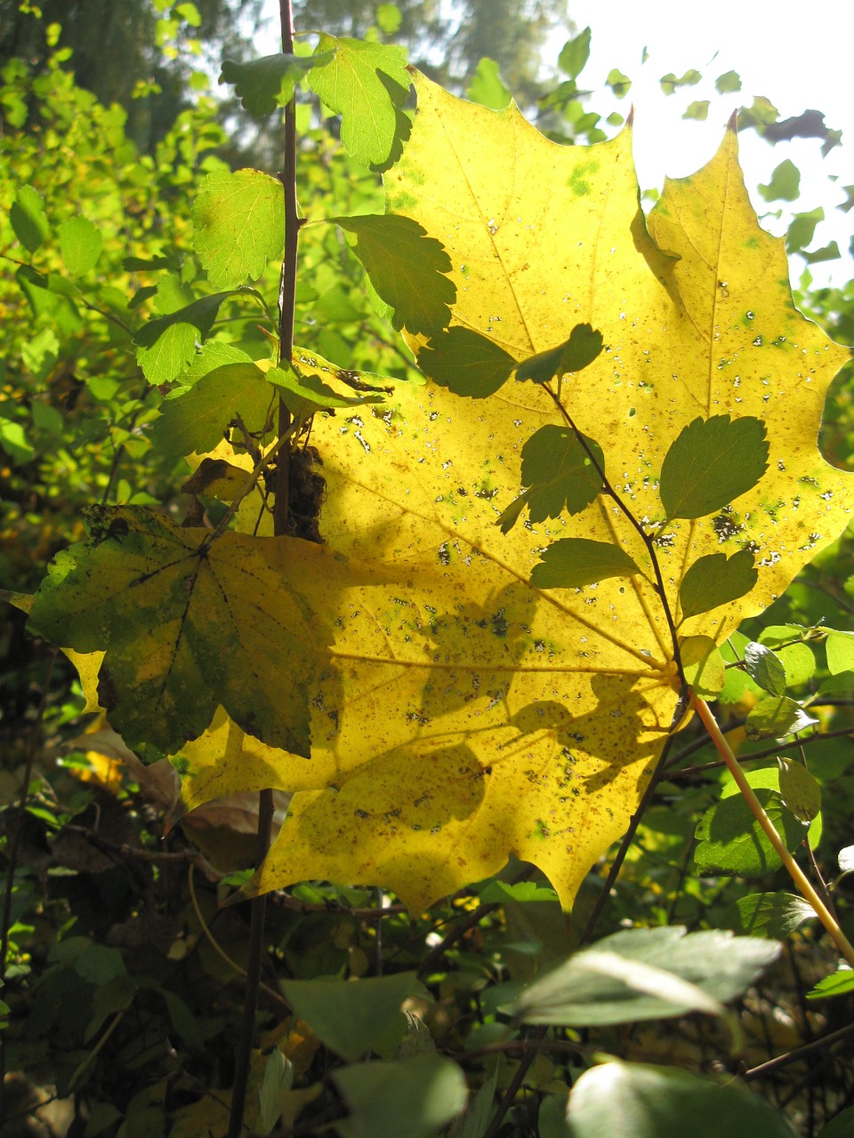 foliage yellow green free photo