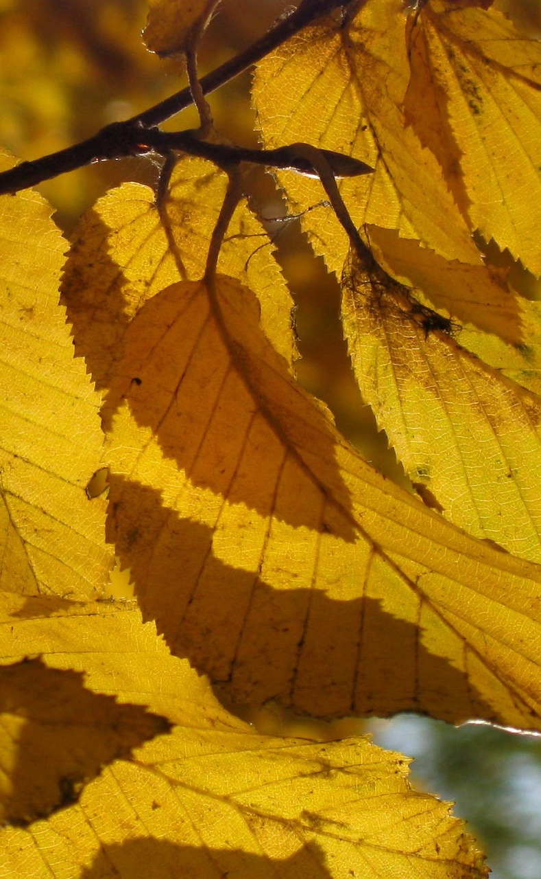 foliage autumn yellow free photo