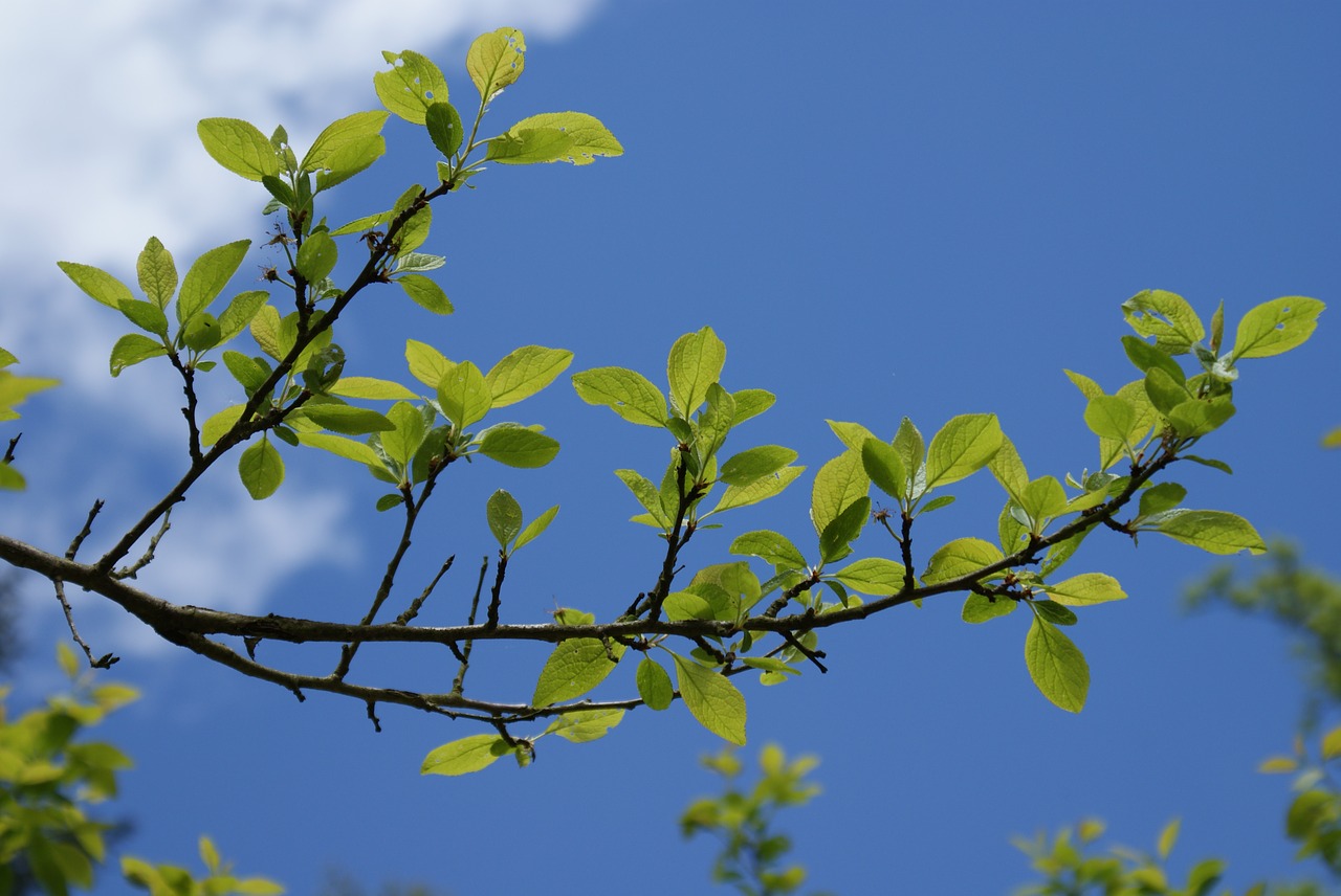 foliage  sky  blue free photo