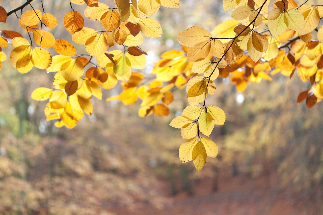 foliage  autumn  forest free photo