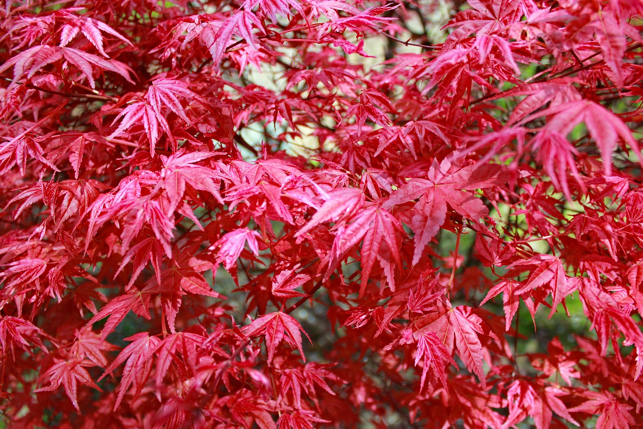 foliage  red  maple free photo