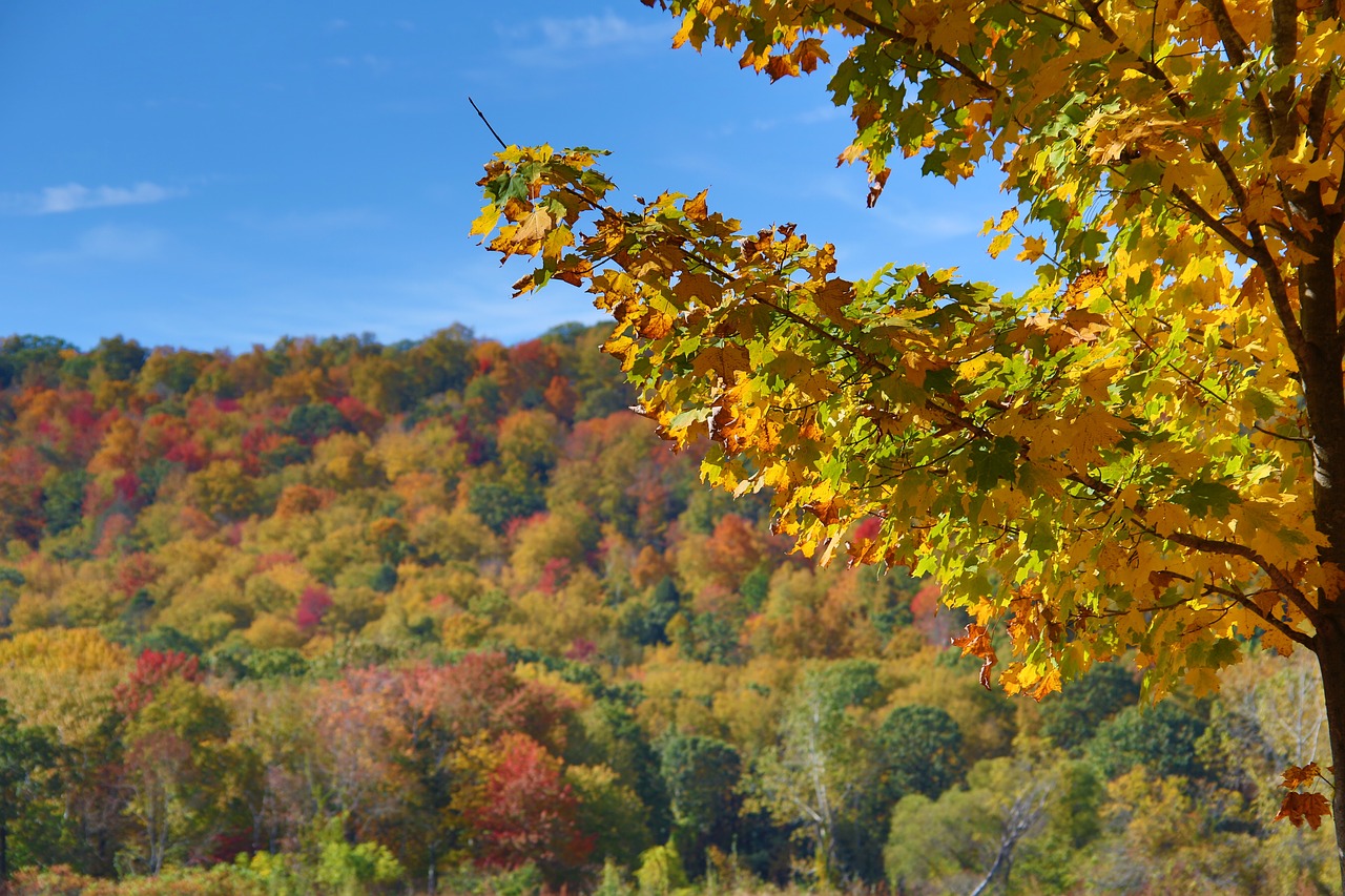 foliage  tree  autumn free photo