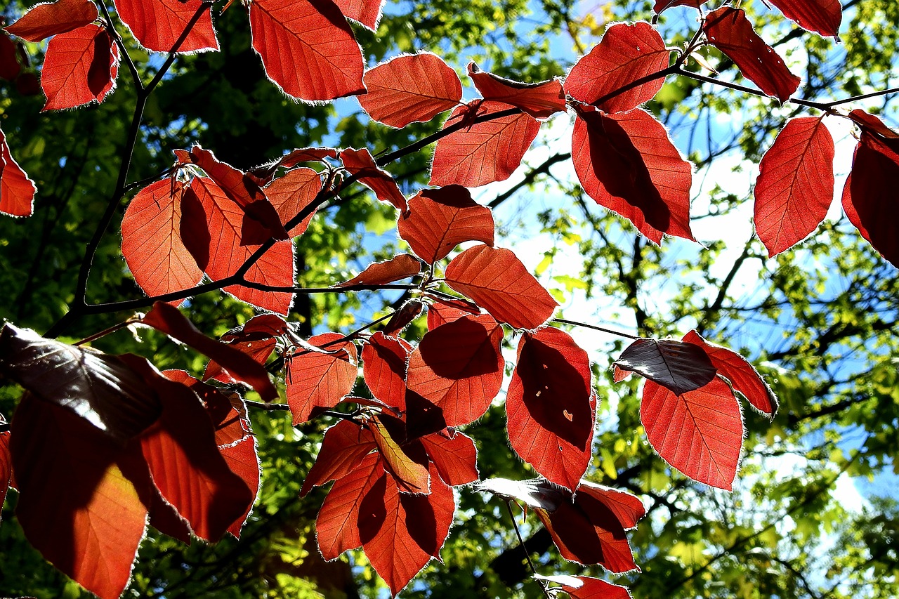 foliage  light  tree free photo