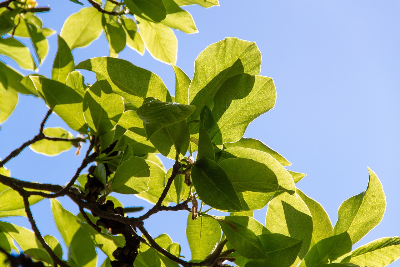 foliage  sky  green free photo