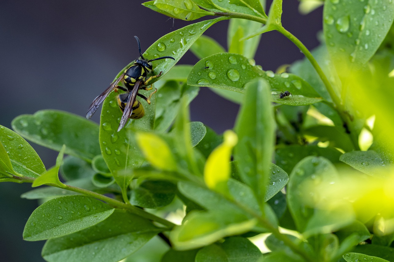 foliage  bee  insect free photo