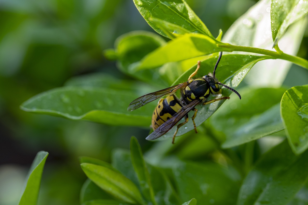 foliage  bee  insect free photo