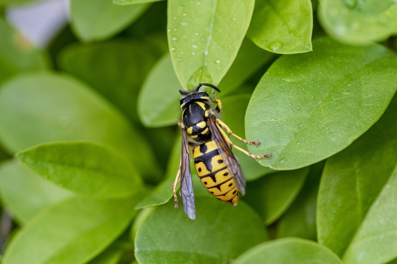 foliage  bee  insect free photo