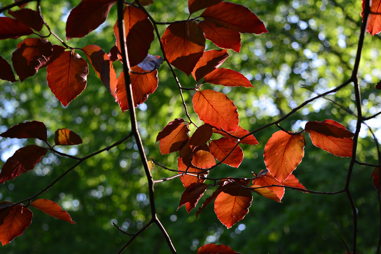 foliage  backlighting  nature free photo