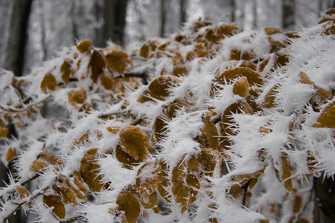 foliage  ice  cold free photo