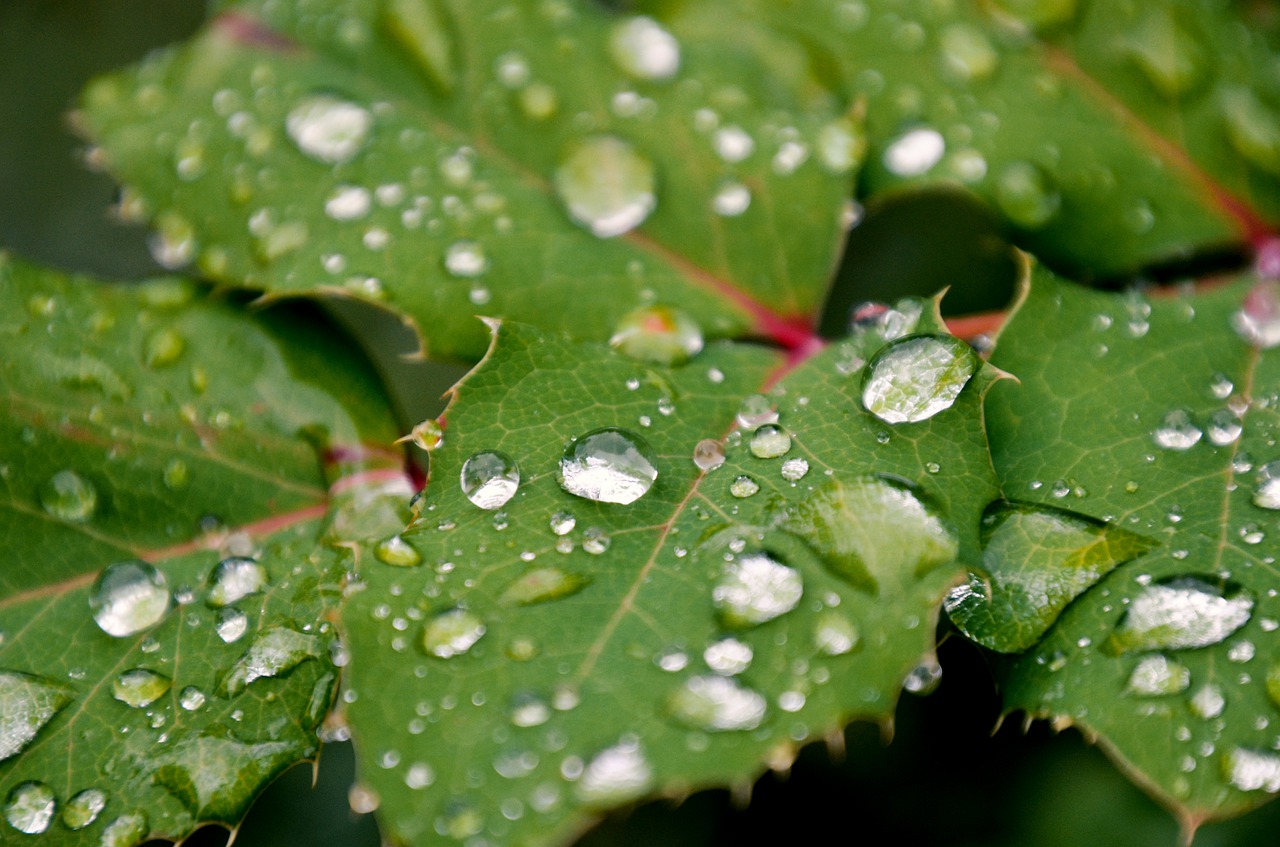 foliage  rain  raindrop free photo