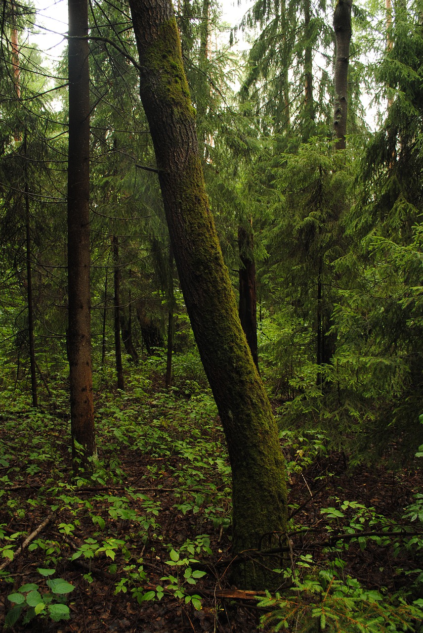 foliage  forest  forests free photo