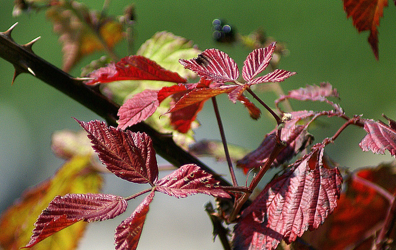 foliage autumn colors free photo