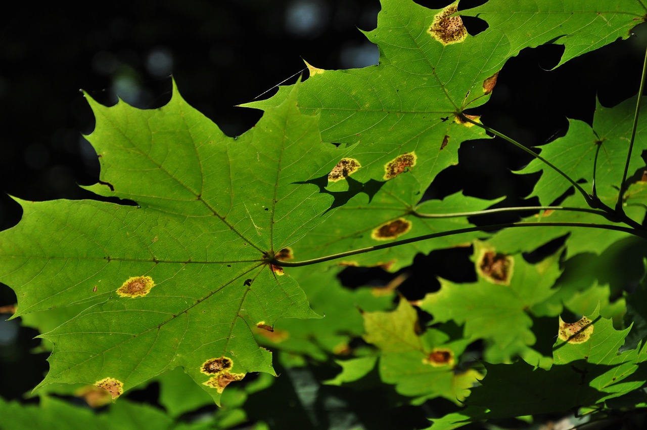 foliage autumn stains free photo