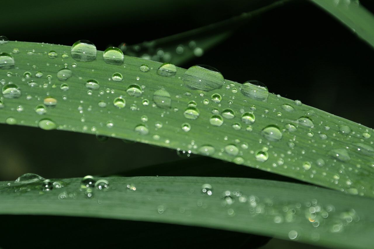 foliage drops nature free photo