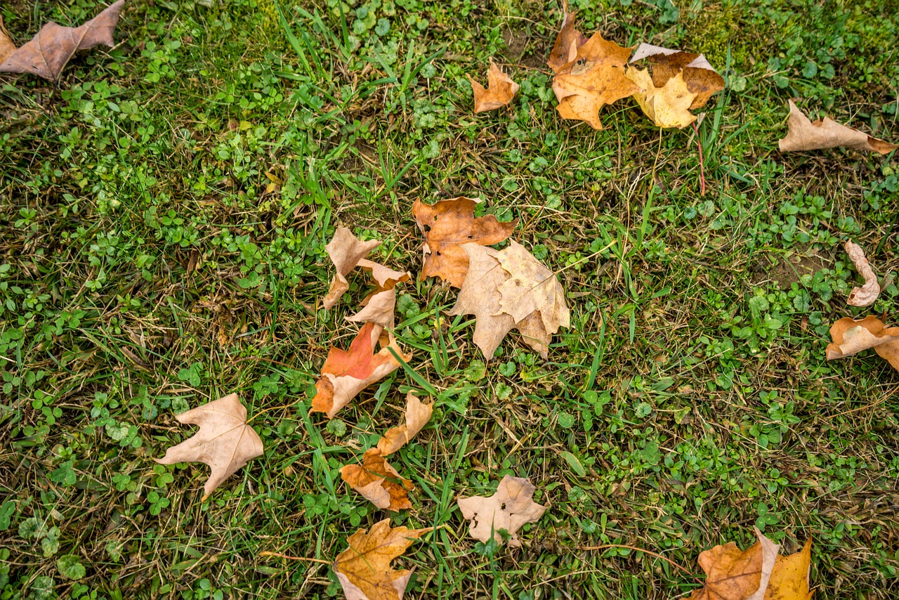 foliage fall autumn free photo