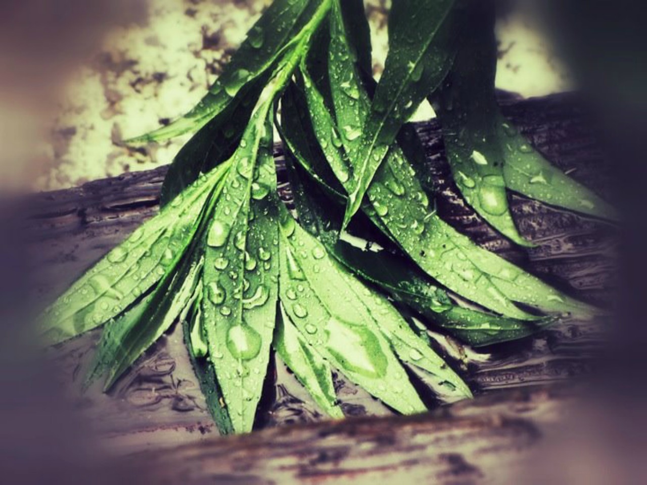 foliage rain drops free photo