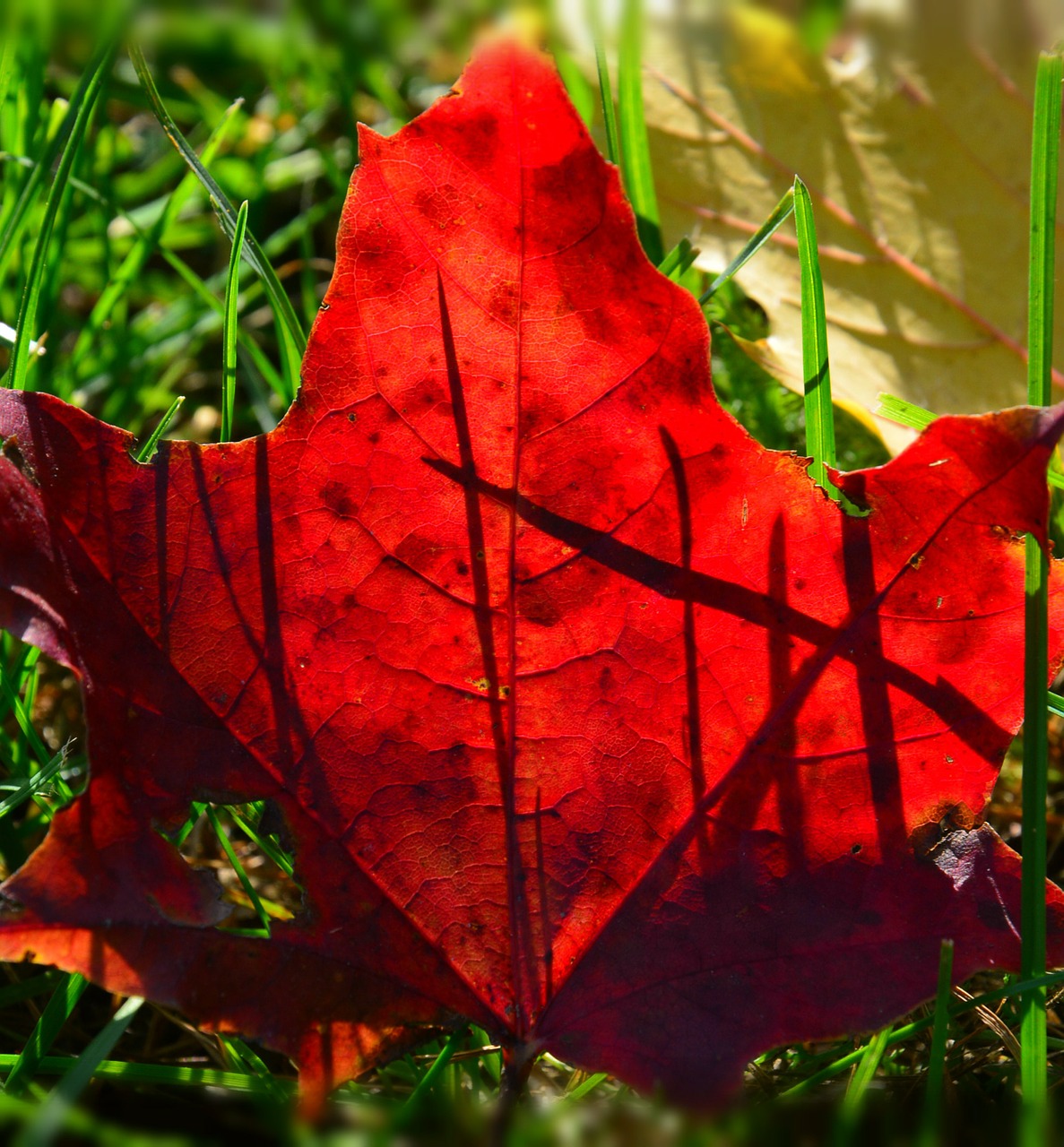 foliage autumn red free photo