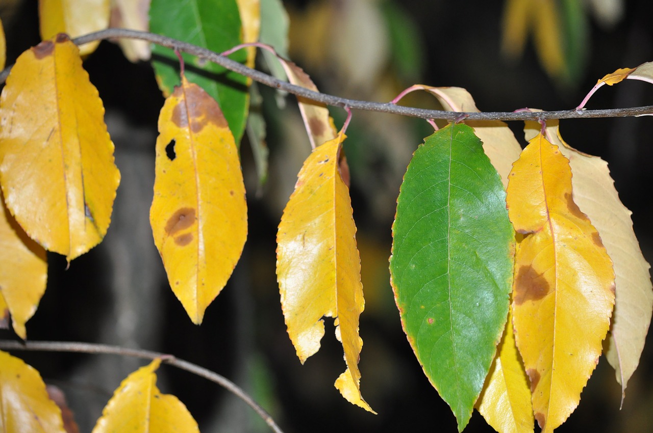 foliage autumn yellow free photo