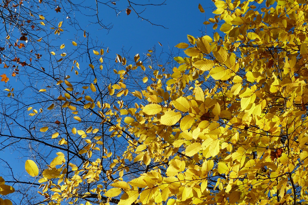 foliage leaves fall free photo