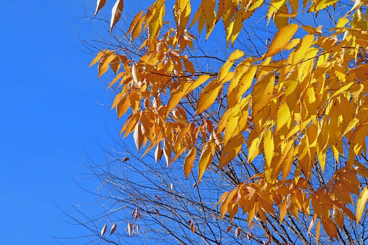 foliage leaves nature free photo