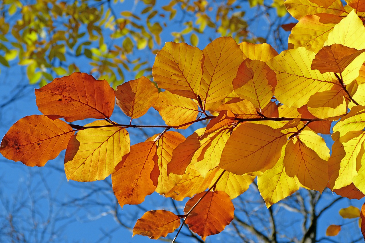 foliage beech leaves free photo