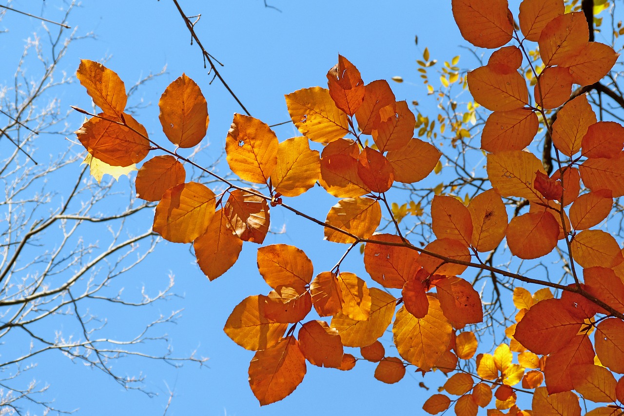 foliage nature fall free photo