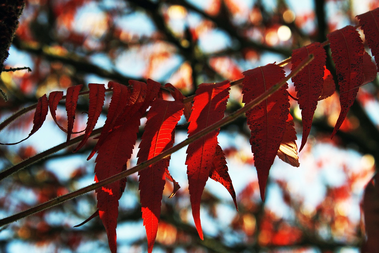 foliage tree branches free photo