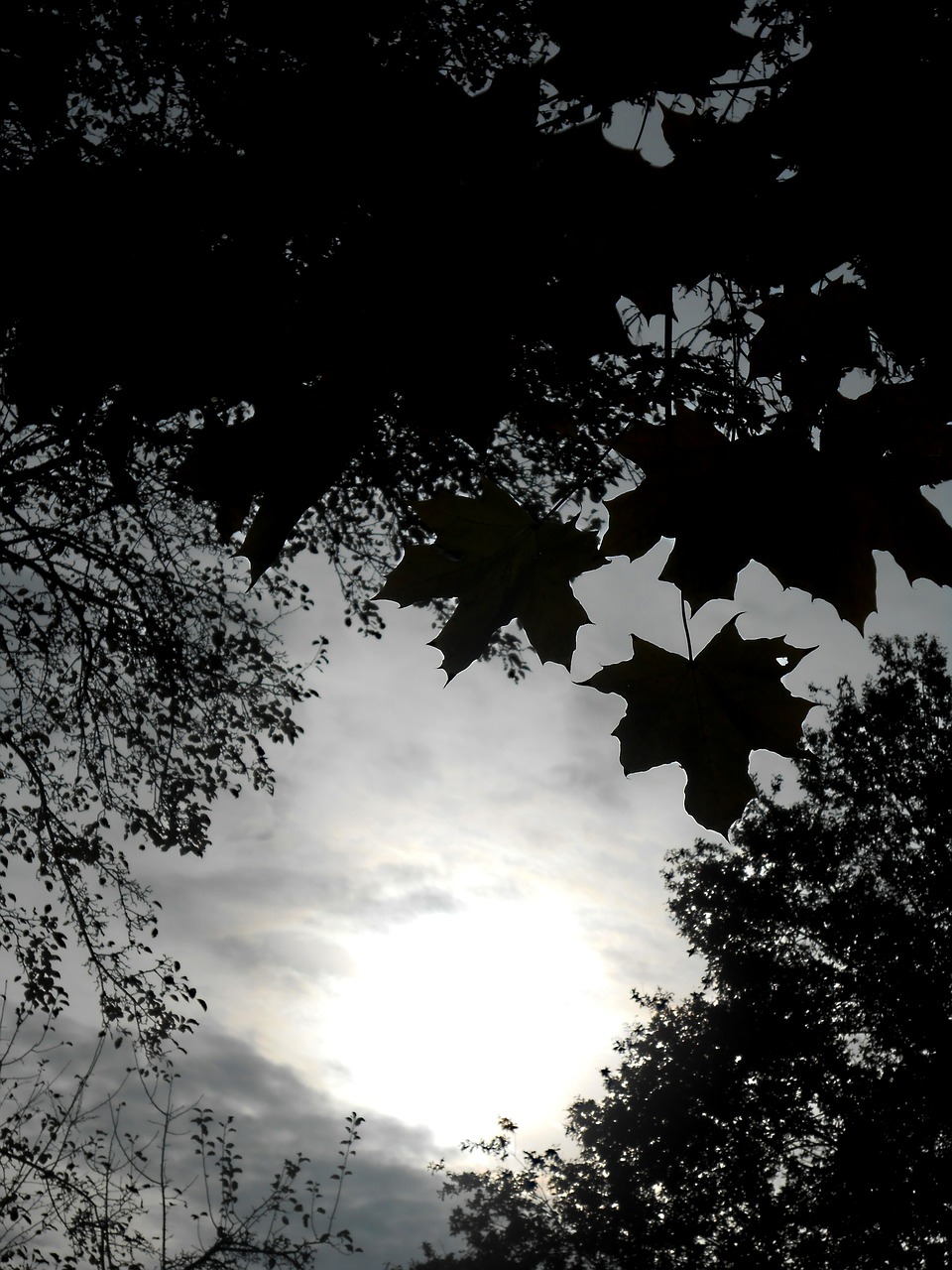 foliage trees black free photo