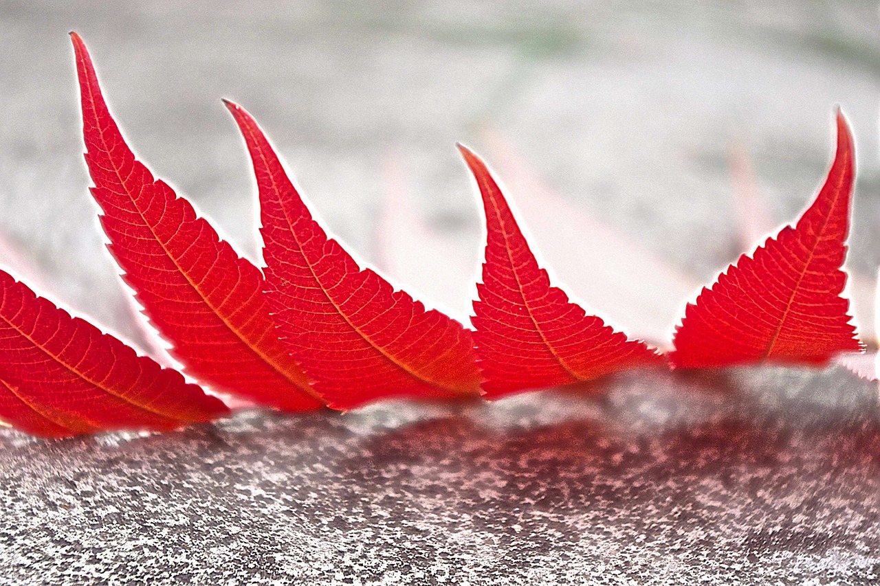 foliage red autumn free photo