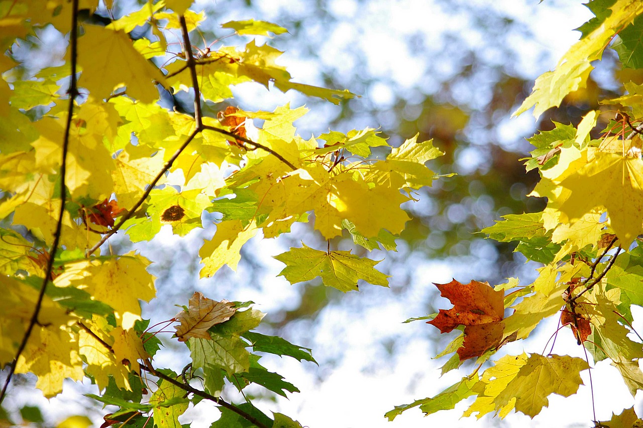 foliage autumn color free photo