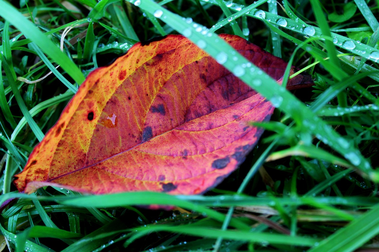 foliage drop blade of grass free photo