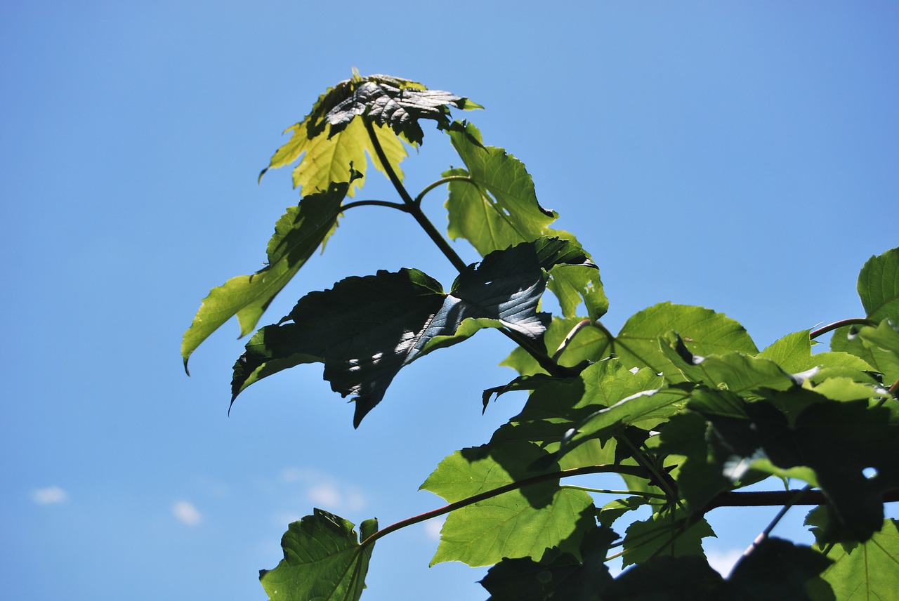 foliage tree summer free photo