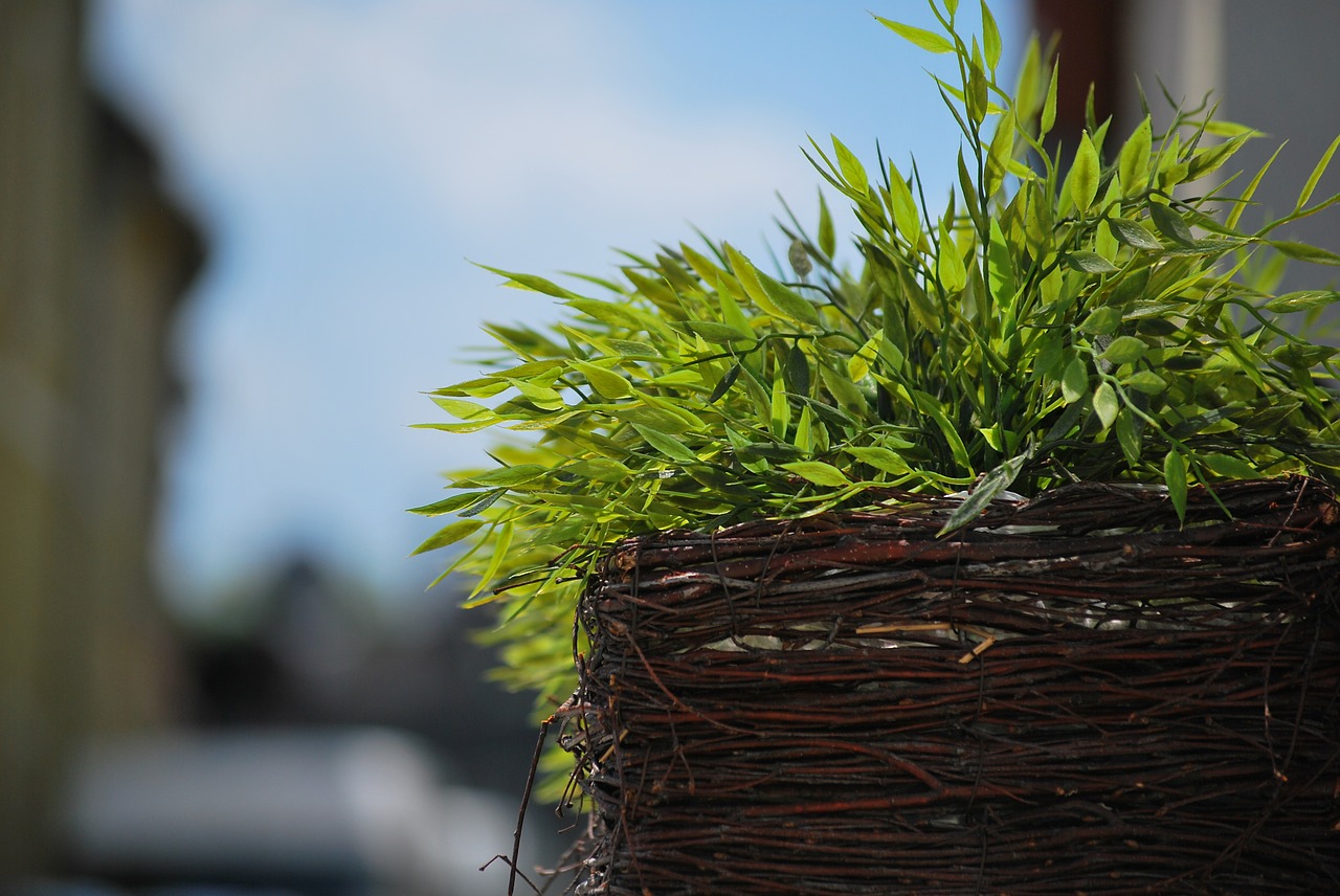 foliage green plant free photo