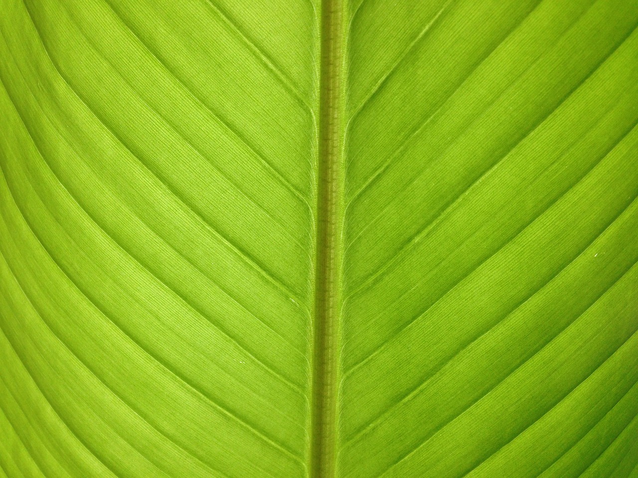 foliage bananas plant free photo