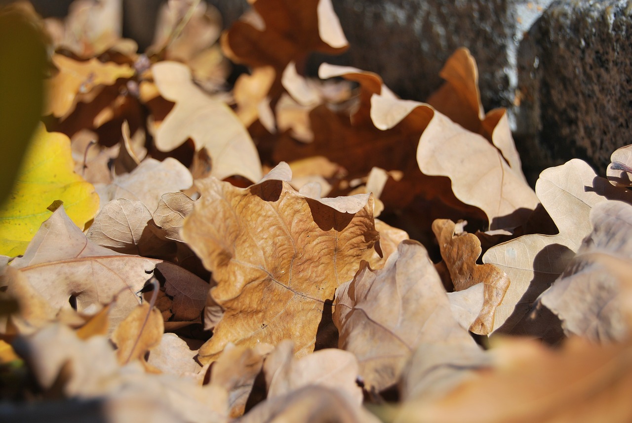 foliage withered brown free photo