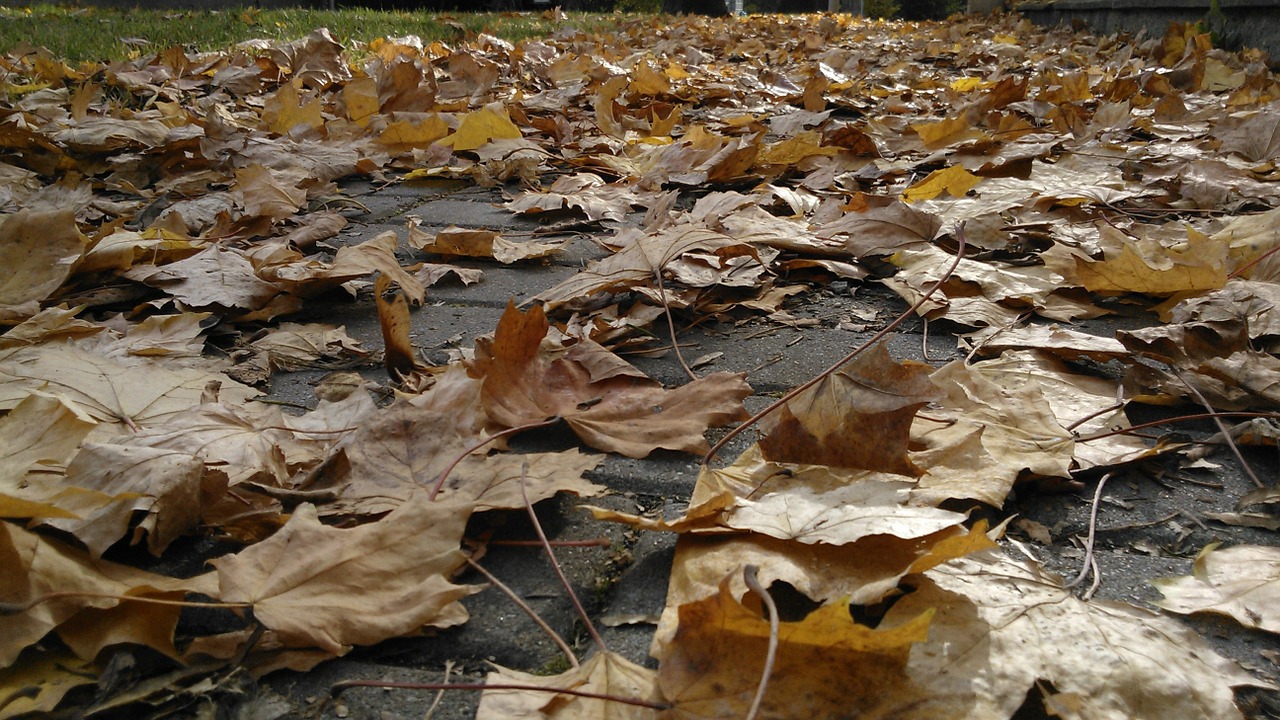 foliage maple autumn free photo