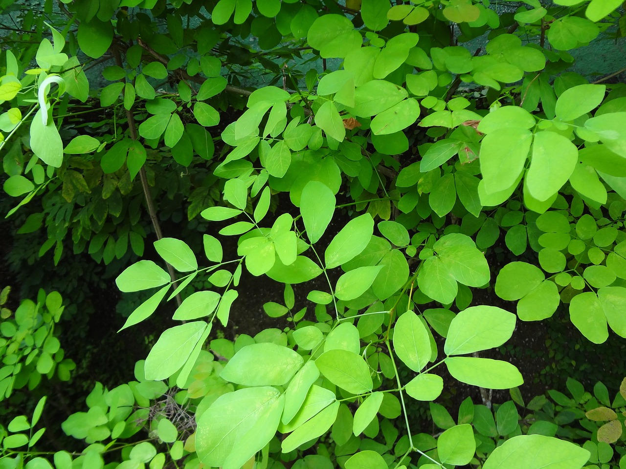 foliage leaves green leaves free photo