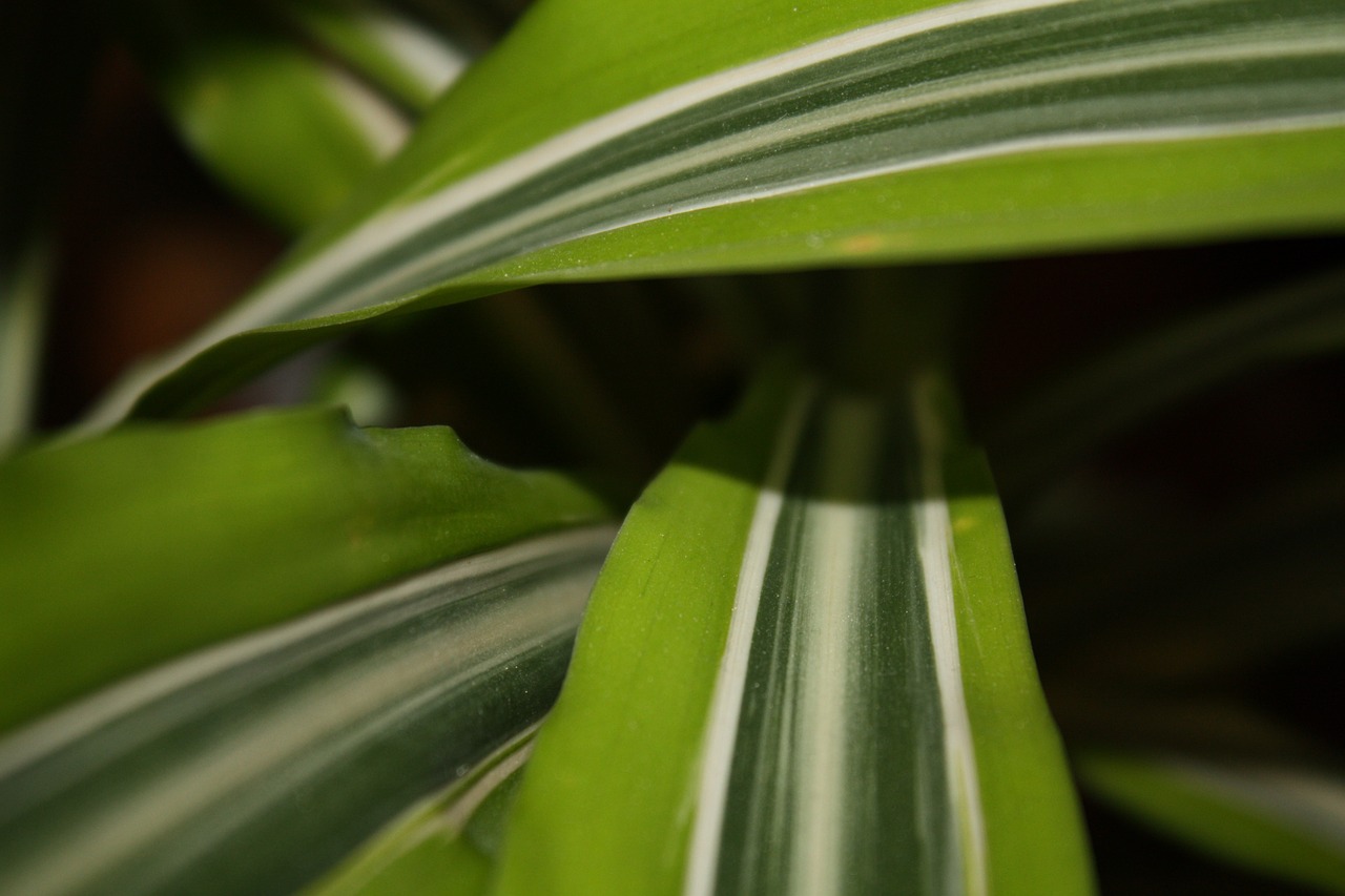 foliage tropicale green free photo