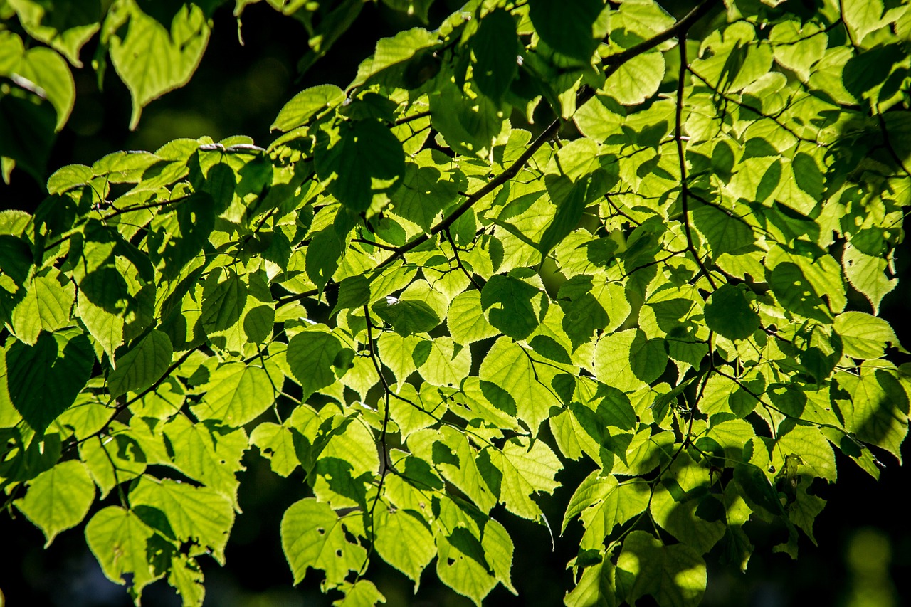 foliage lime tree free photo
