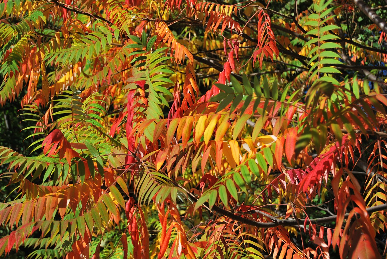 foliage colorful autumn free photo