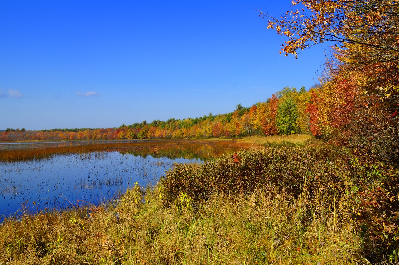 foliage lake leaves free photo