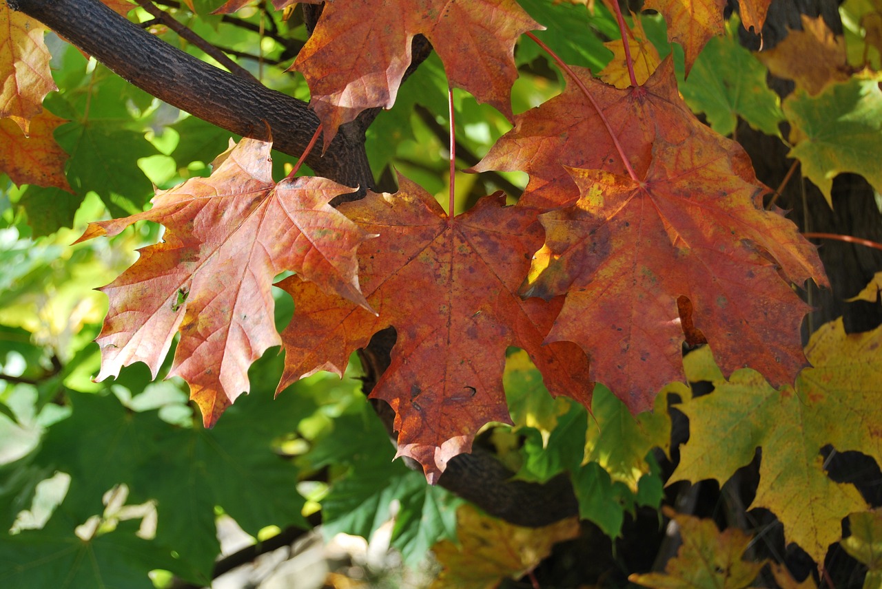 foliage red autumn free photo